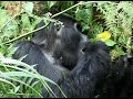 Gorilla\