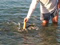 Peces voraces en Las Canteras