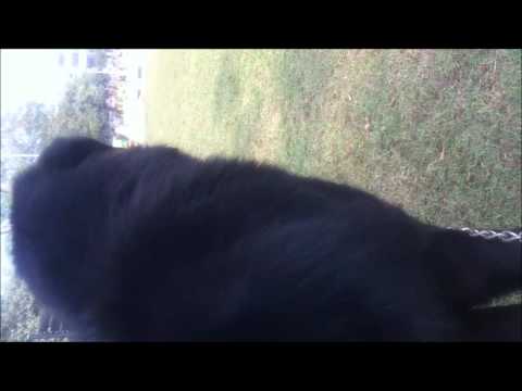 gaddi kutta