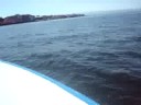 Samule loves dolphin - 1