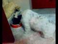 videos de Miss Desy