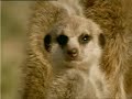 Meerkat Meerkat
