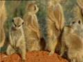 Meerkat