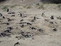Penguins at Boulder Beach