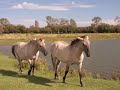 Wild Horses Wild Horses