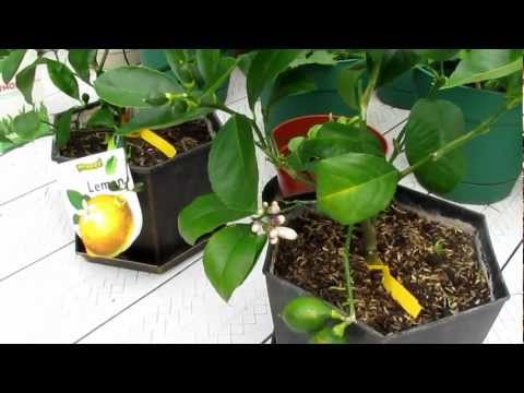 how to self pollinate a lemon tree