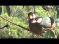 Wild Birds~ Happy Java Finch ! Wild Birds~ Happy Java Finch !