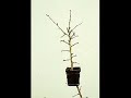 Bonsai Prop/Air Layering