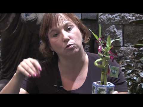 how to replant a lucky bamboo plant