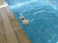 Dogbook Movie: Westies in the pool