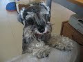 Odie 1 a�o y 9 meses