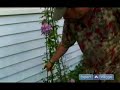 Tips for Perennial Gardening : Clematis In Your Garden