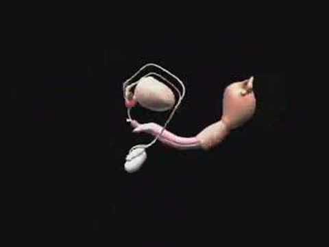 porn categories escort thonon porn categories escort thonon