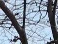 Helicopters Over Fresh Pond Reservation