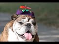 Rosie the Bulldog photo essay