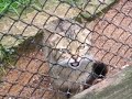 Wildkatzen-Tierpark Neuhaus T1