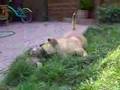 Salchicha video