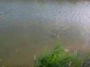 carpfishing comico in canale......... carpfishing comico in canale.........