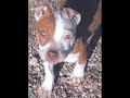 Rescued by Dawn NEWDAWN DOG RESCUE of Northern Ca. Tuly is a female Staffordshire Bull Terrier 8 week old puppy that was rescued from death roll from a kill shelter. She's ready to start a new life with a new family, Please contact Dawn if interested in adopting Tuly. http://www.newdawnrescue.petfinder.org (more)