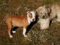 Abandoned Puppy Needs A Family