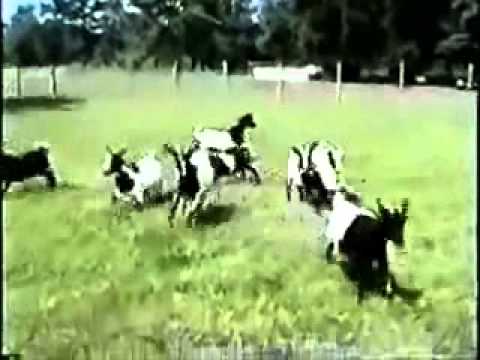 Видеоматериалы с youtube