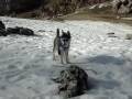 AZZURRA SIBERIAN HUSKY SULLA NEVE 25/02/08