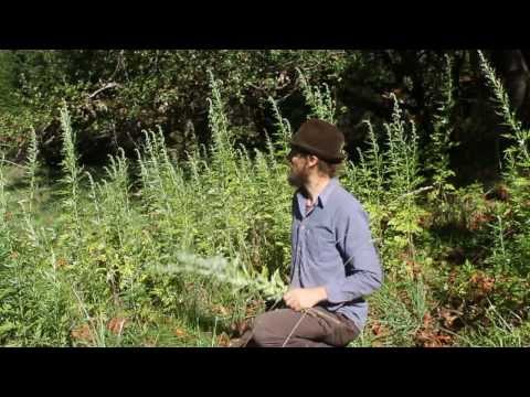 how to harvest yarrow
