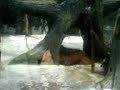 Orang Utan in Zoo Negara Kuala Lumpur Malaysia