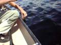 videos de Small Mouth bass - canada