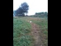 Bozo fait le fou