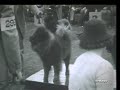 LOST HOME MOVIES PART 5 1930 DOG CONTEST