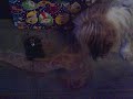 Dog with RC cars 2 Dog with RC cars 2