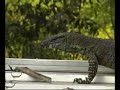 Goanna on a Hot Tin Roof