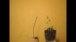 Growing Soybeans and Cecropia Moth Eclosure, Time-lapse