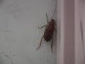 la cucaracha