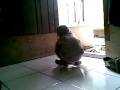 ngepel ompol sendiri