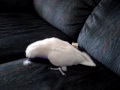Goffins playing Goffins playing