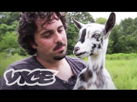 pygmy - When we heard that our pal's family farm had just acquired three baby pygmy goats (easily one of the top ten cutest animals of all time), we set out to meet ...
