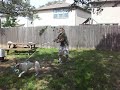 American Bulldog Flirt Pole