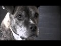 I'm by Your Side a Pitbull Lullaby By Kole