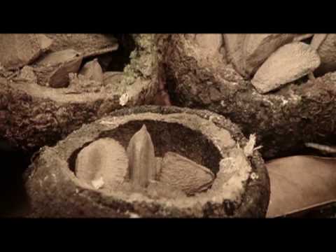 how to harvest brazil nuts