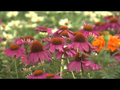how to care for purple coneflower