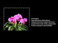 Desiderata Omar Cerasuolo-12-03-16-00_aviavi