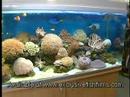 Reef Aquarium Advice (All In One Tanks)