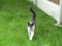 When cats attack