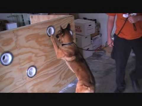 male k9