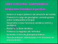 videos de Entrenamiento aerobico Bases Fisiologicas 9