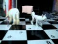 show dog`s  GROOMER MIGUEL THOMÉ 