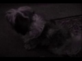 A Shih Tzu Affair Pt. 2