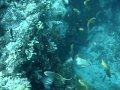 Philippines Scuba Diving Wall dive Bohol - YouTube